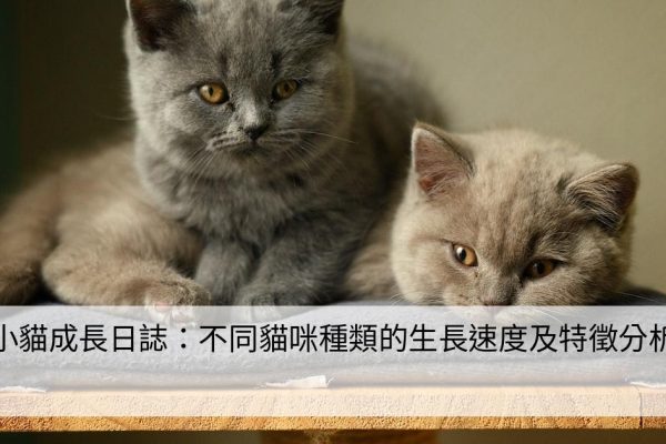 小貓成長日誌：不同貓咪種類的生長速度及特徵分析