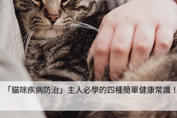 「貓咪疾病防治」主人必學的四種簡單健康常識！