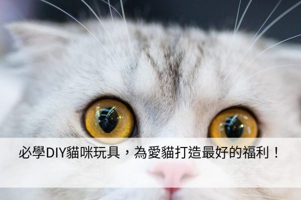 必學DIY貓咪玩具，為愛貓打造最好的福利！