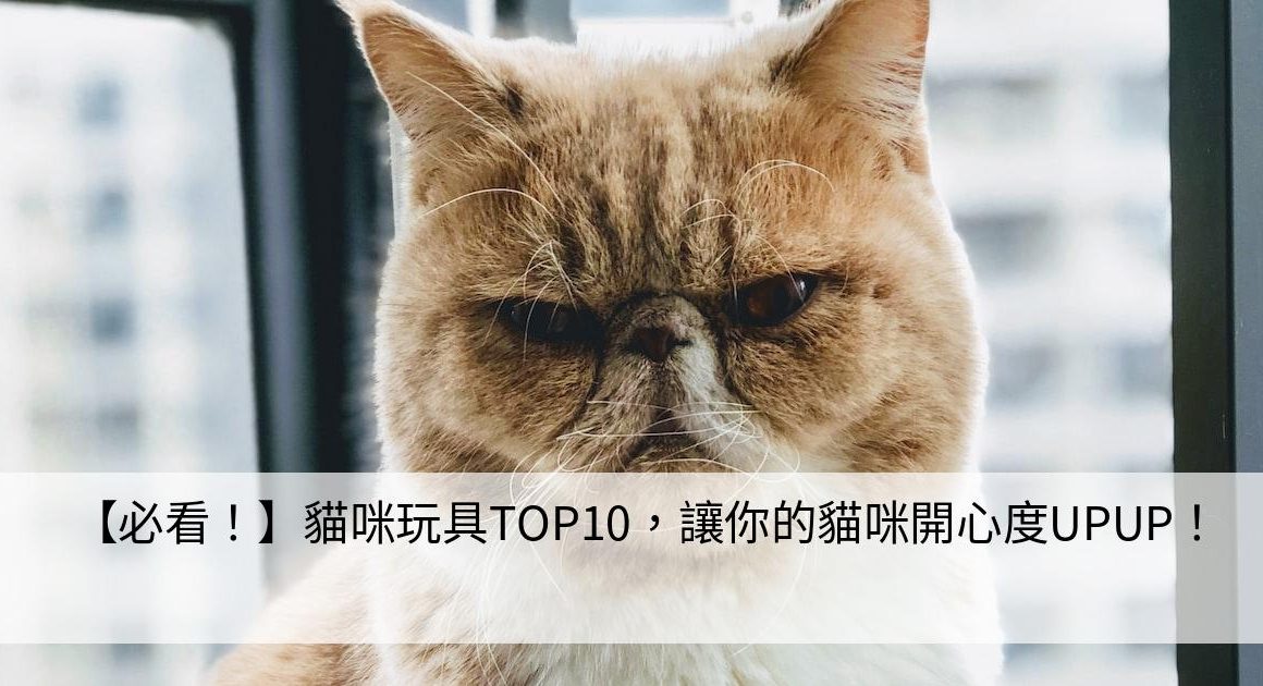 【必看！】貓咪玩具TOP10，讓你的貓咪開心度UPUP！