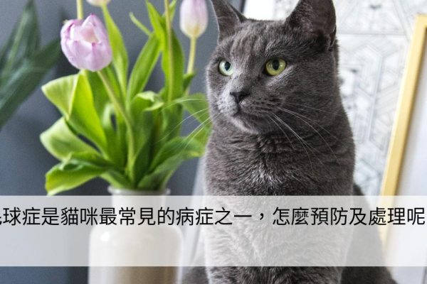 毛球症是貓咪最常見的病症之一，怎麼預防及處理呢？